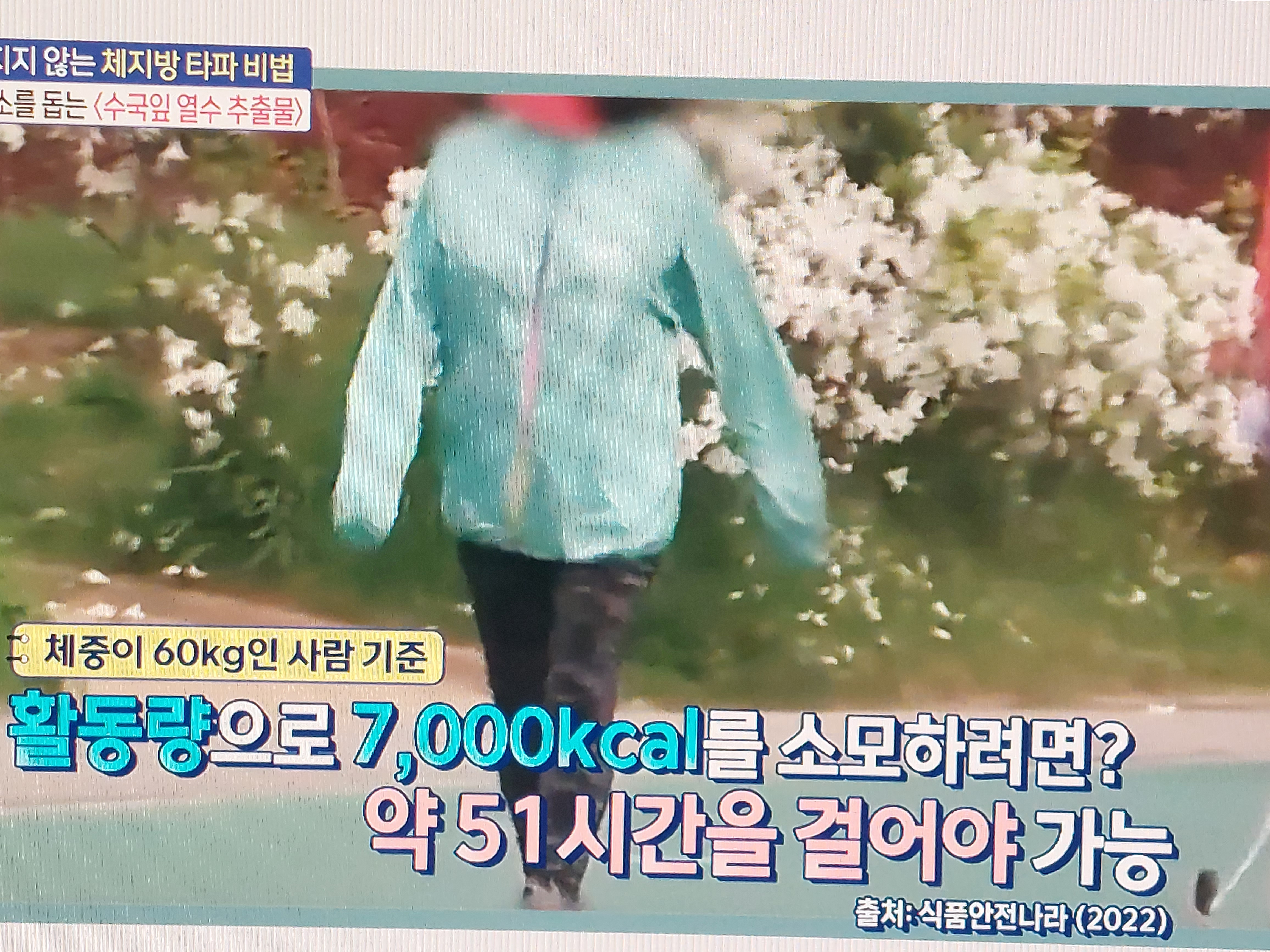 수국잎열수추출물 분말 효능