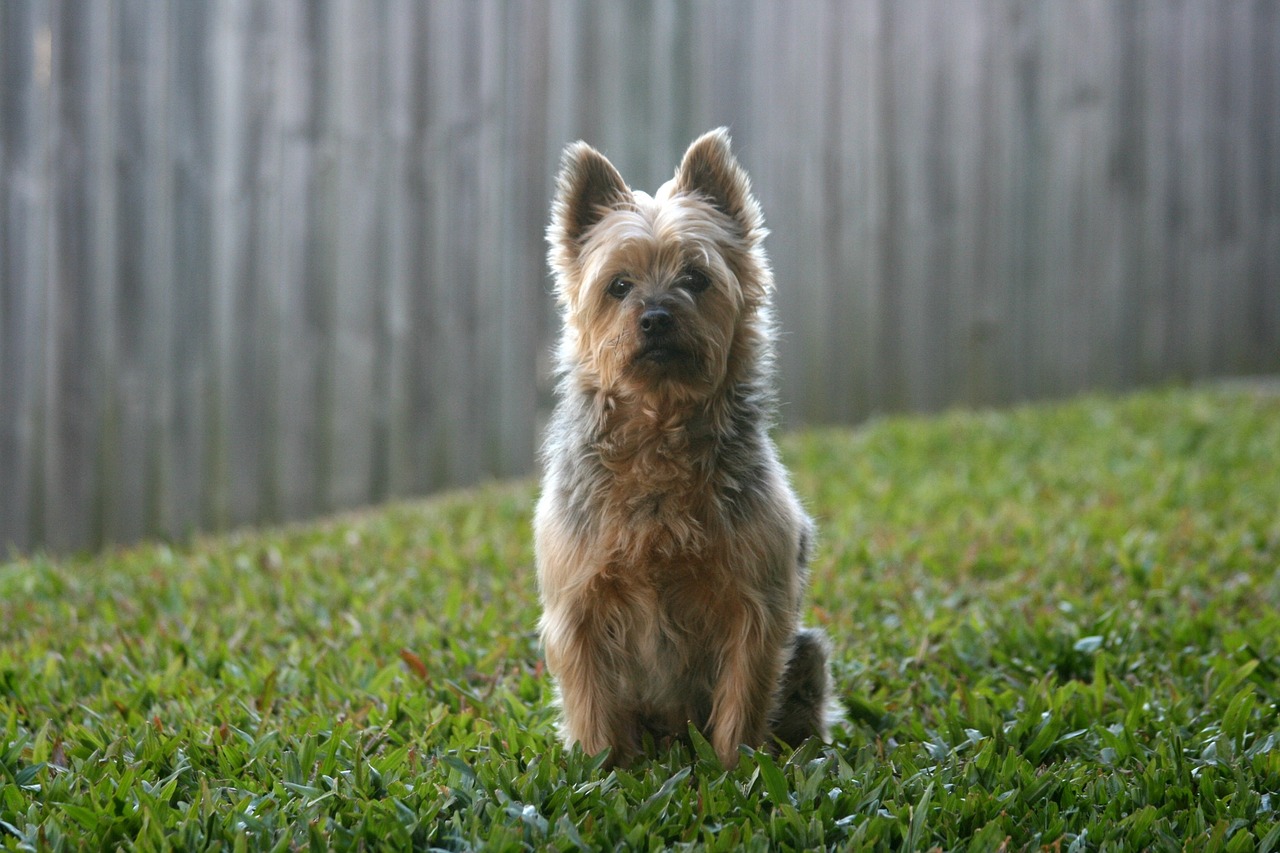 오스트레일리안 테리어(Australian Terrier)3