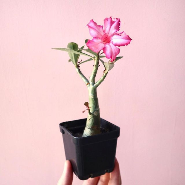 사막의 장미