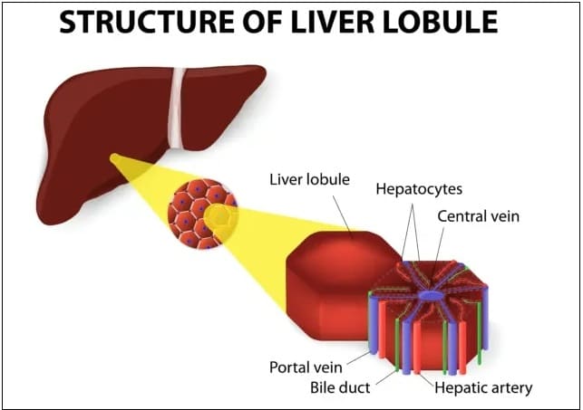 간의 불사조와 같은 자기 치유 능력 그리고 향상시키는 법 The Liver's Phoenix-Like Powers of Self-Healing and How You Can Help It