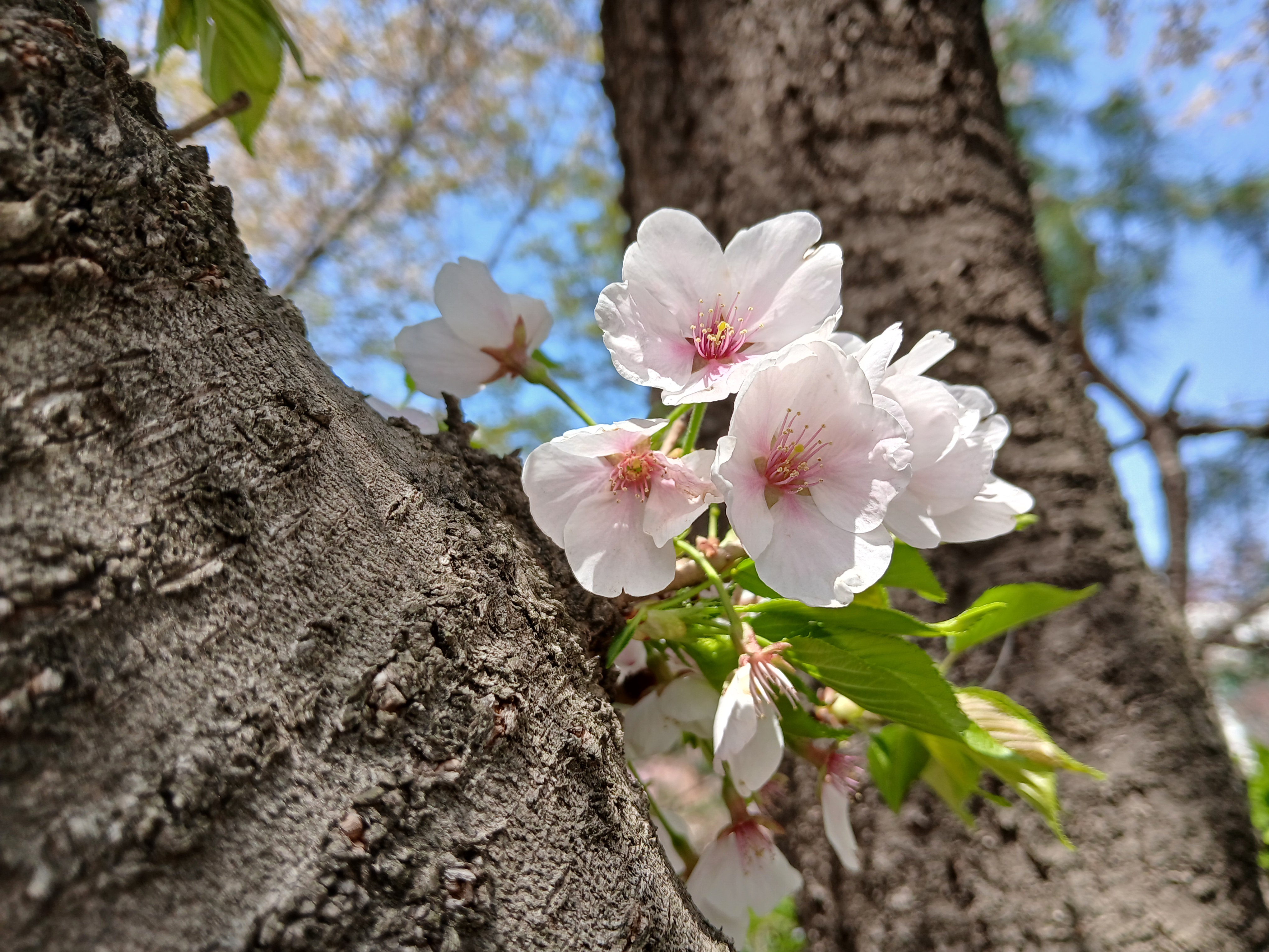 서호공원 2026 벚꽃
