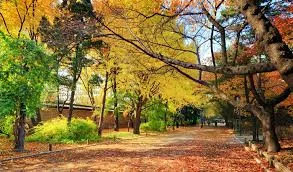 청덕궁 후원 단풍