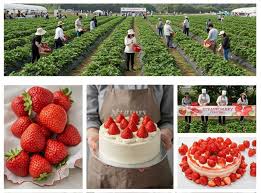 논산 딸기축제 체험기 - 수확의 기쁨과 디저트의 달콤함이 가득한 봄