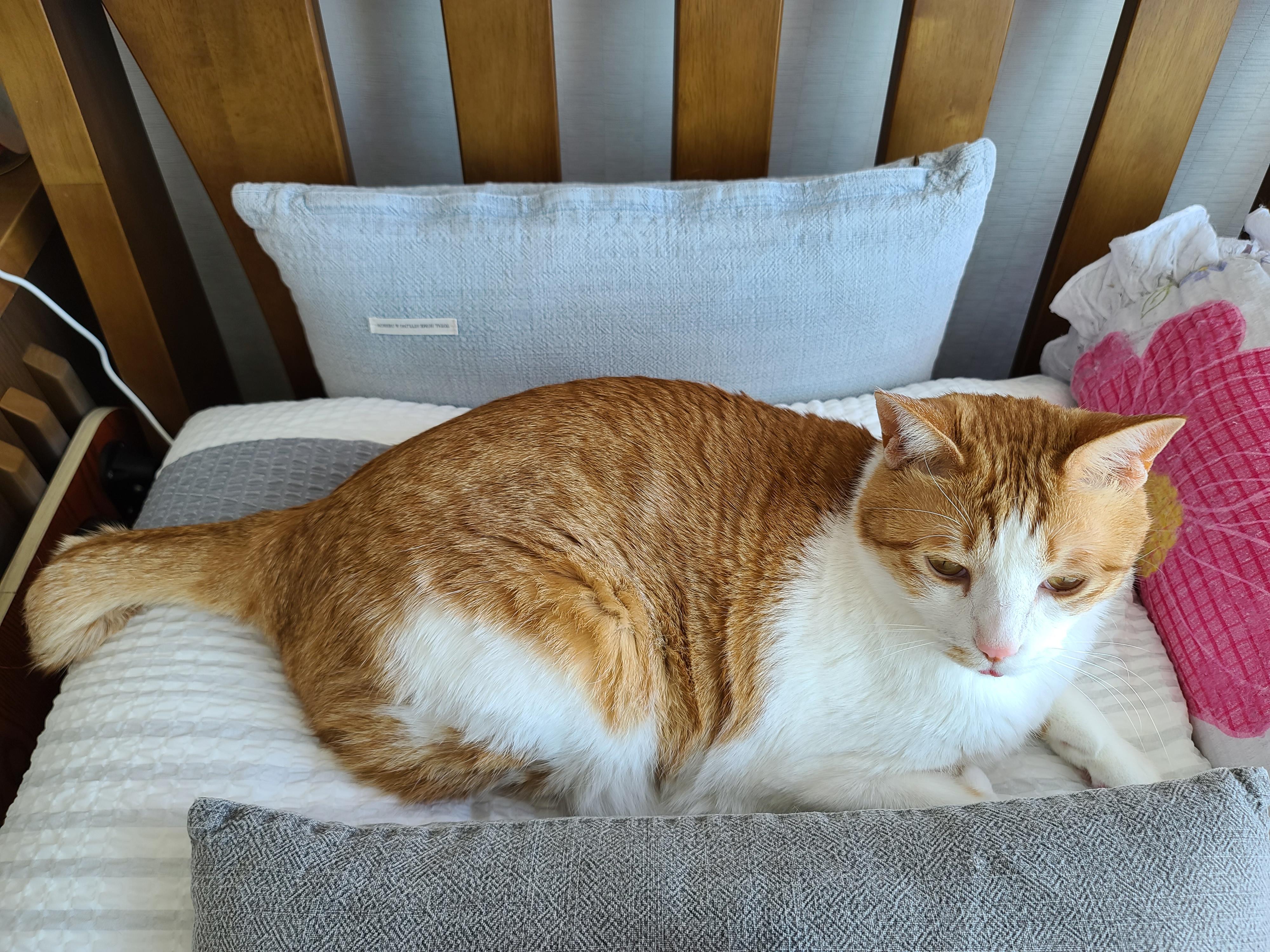 귀여운 혀빼꼼 고양이 . 자이언트 베이비 막둥이 삐용.