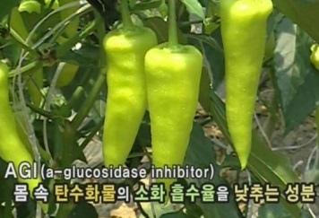 AGI성분이많은당조고추