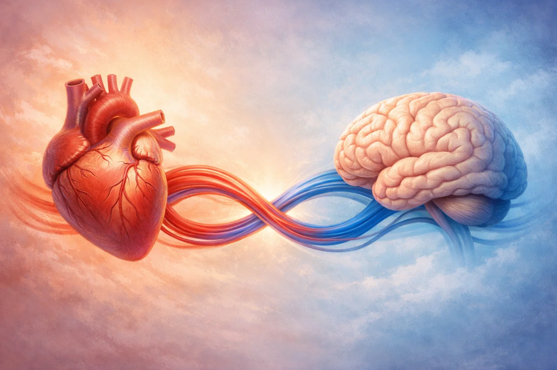 심장과 뇌가 혈관으로 연결된 상징적 이미지, 심혈관-뇌혈류 상호작용 개념 표현