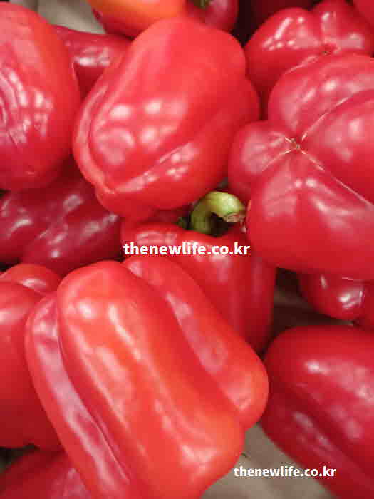 파프리카 효능 노화 방지