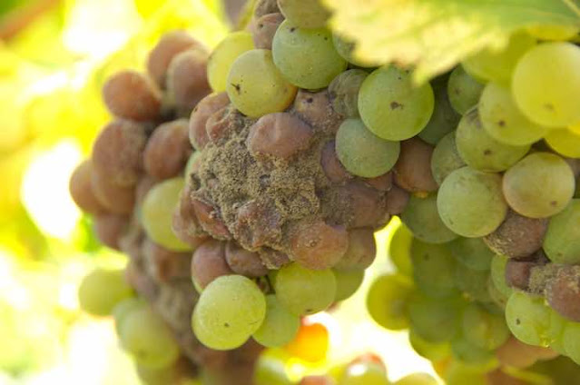 노블 롯에 걸린 쎄미용 포도