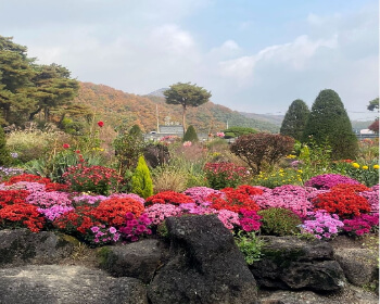 벽초지 수목원 가을꽃 국화축제_4