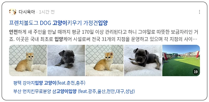 안전한 고양이 입양_2_subsection
