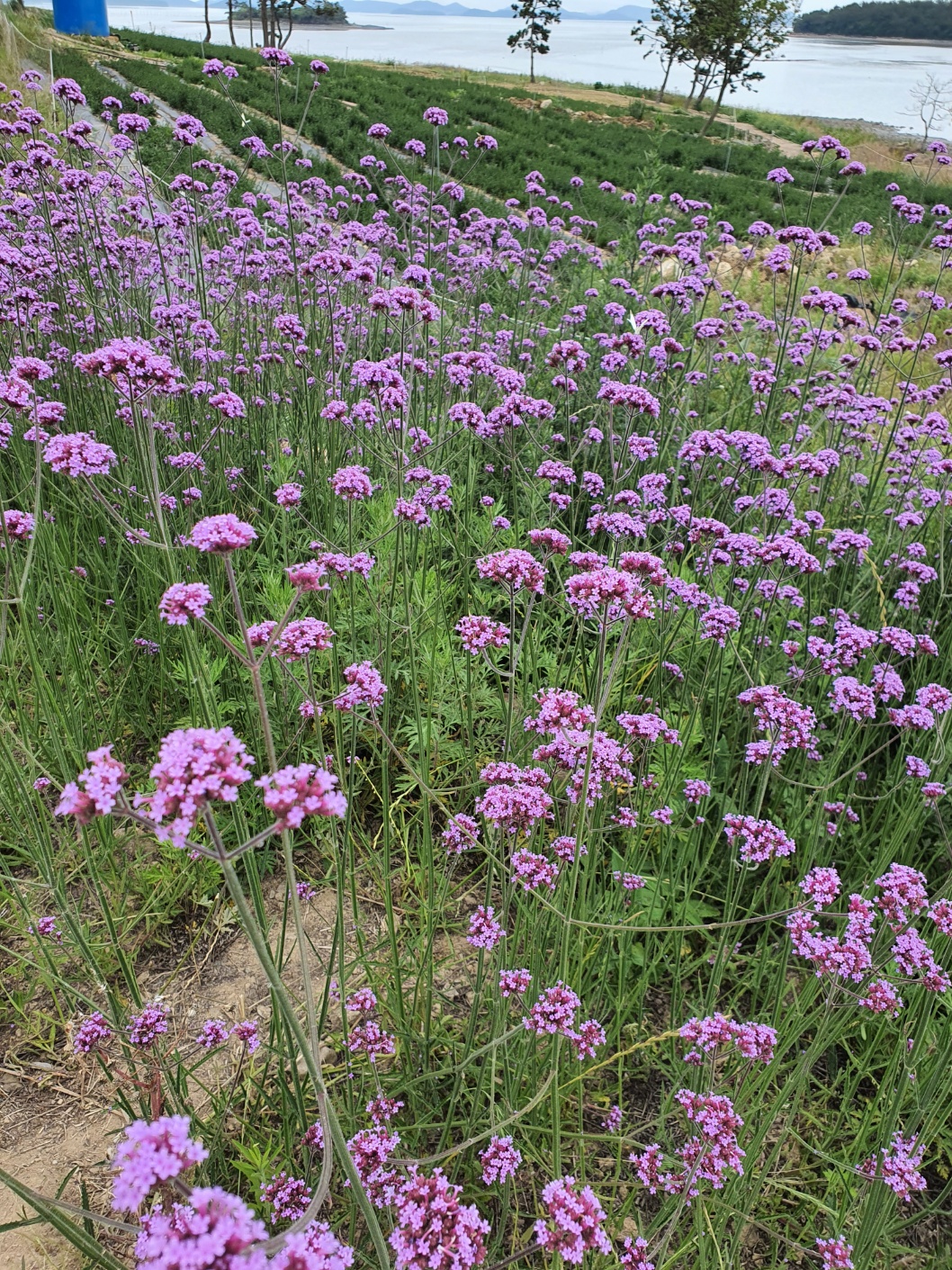 퍼플섬 반월도 박지도 여행