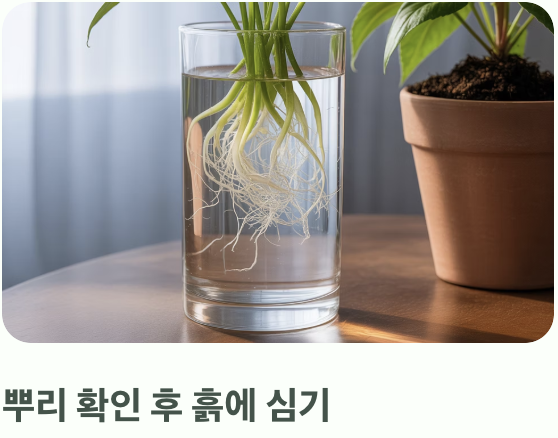 초보도 고수 되는 '물꽂이' 번식법