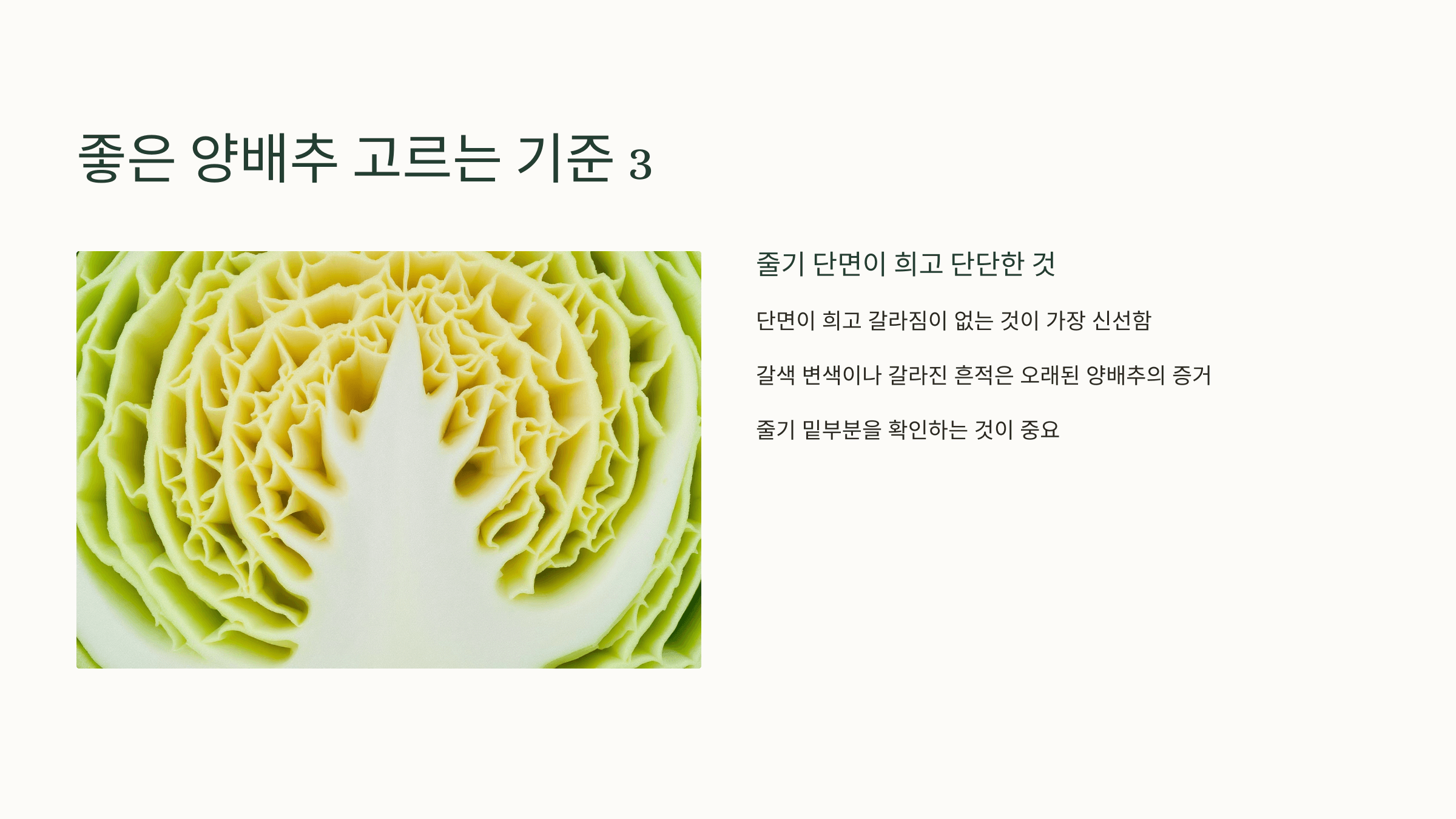 양배추 사진입니다.