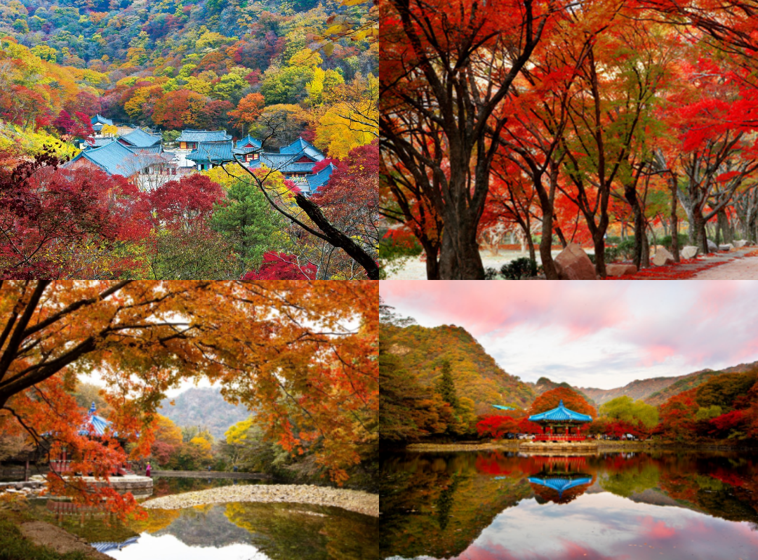 내장산 단풍절정시기