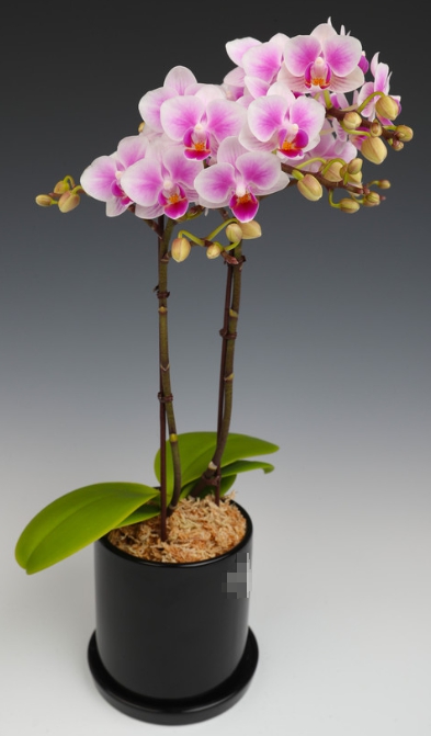 겨울 꽃 팔레놉시스