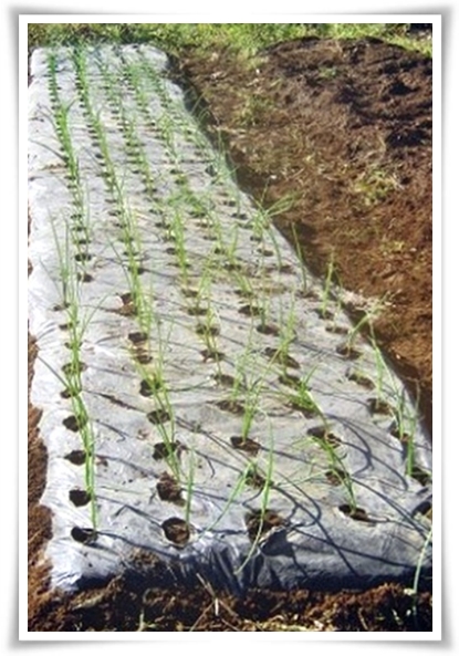 "10월, 양파 심으세요!" 건강한 양파 키우기 완벽 가이드!