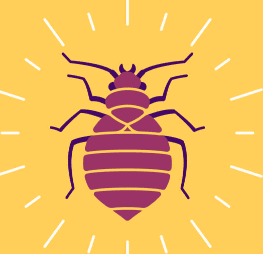 빈대 물린자국 빈대 퇴치법 퇴치제 살충제