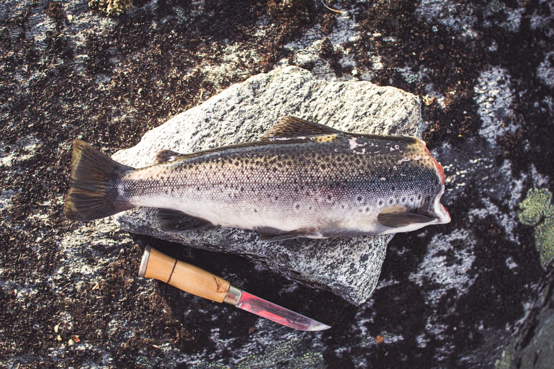 Trout