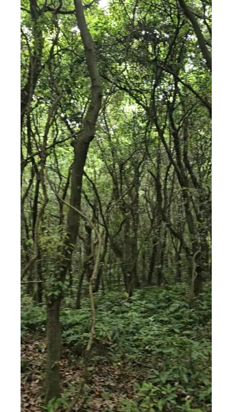 제주 곶자왈 숲길 산책 원시림 초록 힐링 여행_7