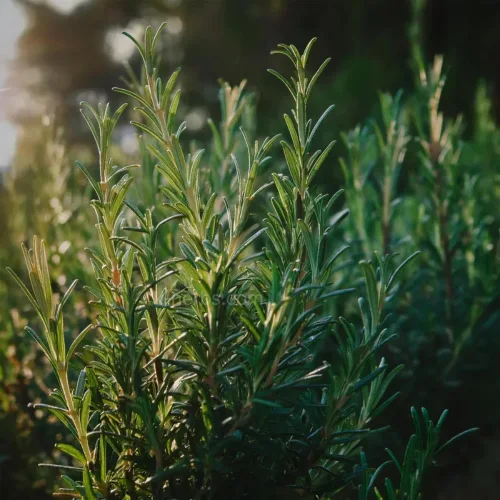 밭에서 재배중인 티트리