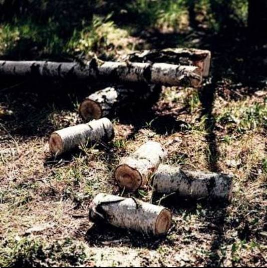 자작나무 수액 복용법과 부작용