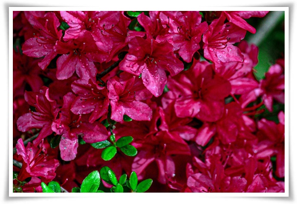 "진달래꽃" 나보기가 역겨워 가실 때에는 ... 봄을 알리는 분홍빛 향연!