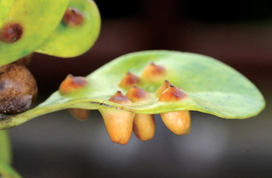 조록나무 벌레혹