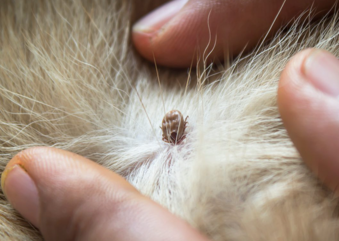 강아지 진드기 물렸을 때