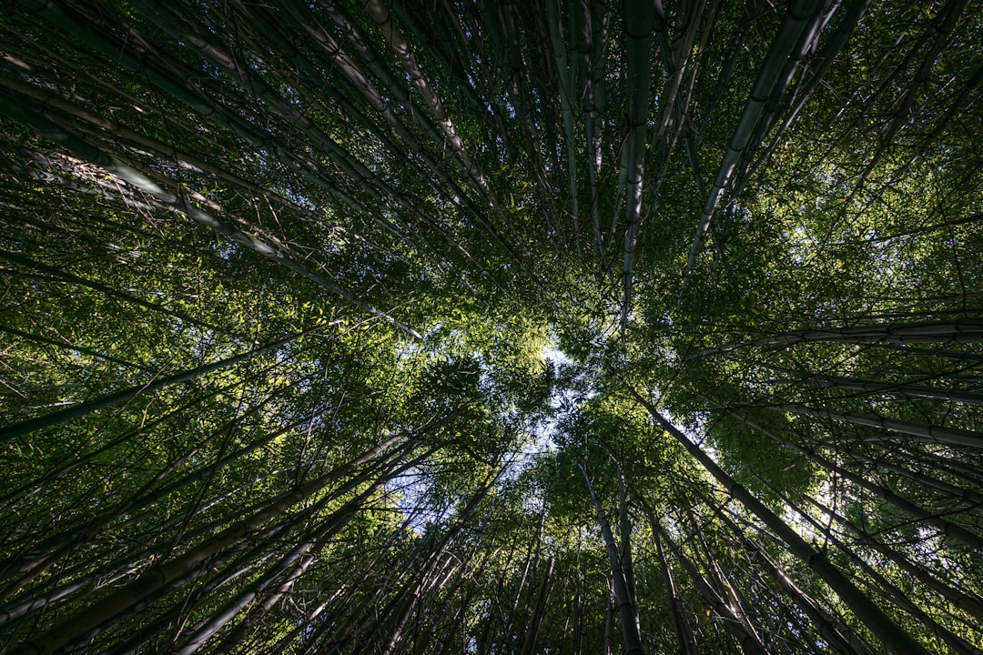Vertigo