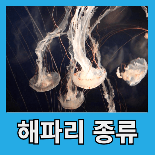 해파리 종류