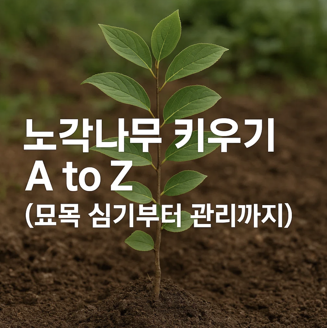 노각나무 키우기 A to Z (묘목 심기부터 관리까지)