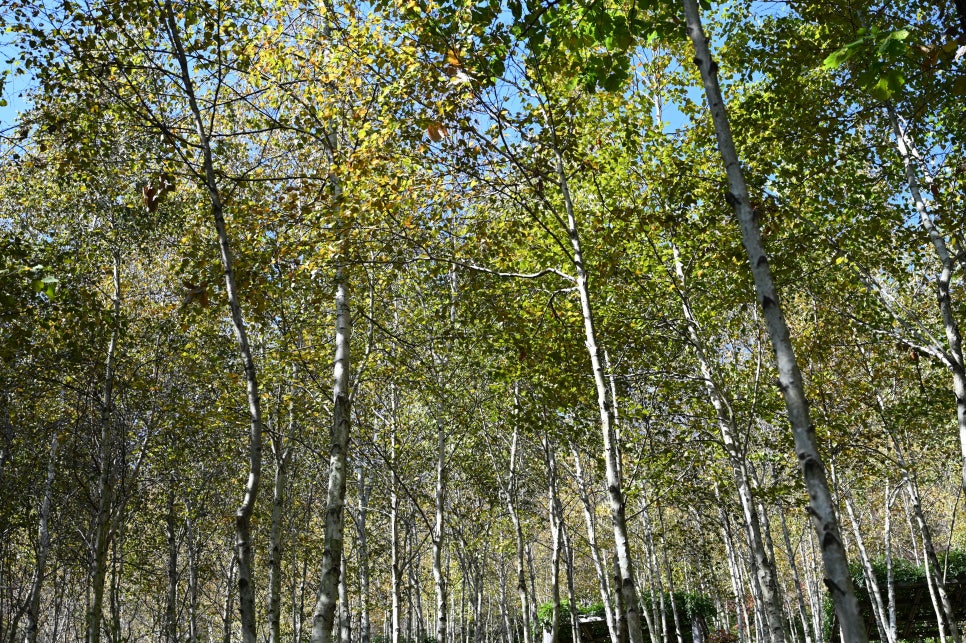 화담숲-예약-방법-2025년-최신-입장료-완벽-가이드