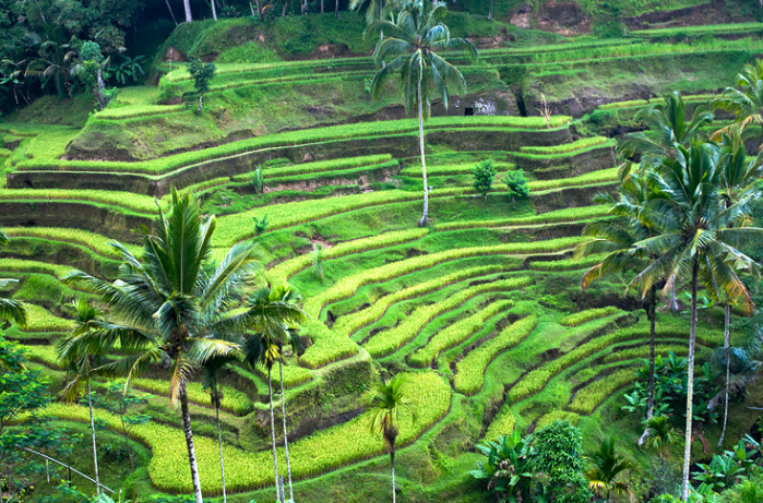 발리 우붓 뜨갈랄랑