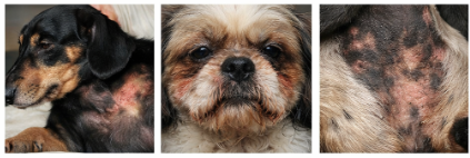 강아지에게 악취가 나고 ,피부가 붉어지고, 심하게 핥고 걹는 행동이 심해저 탈모가 발생한다면 이 질환 의심하세요(말라세지아 피부염 입니다 관리 잘하면 완치 가능합니다.)