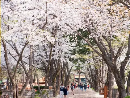 남이섬-입장료-선박-운항-시간-선착장