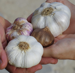 마늘 먹는 꿈 마늘 쪼개는 꿈 마늘 캐는 꿈
