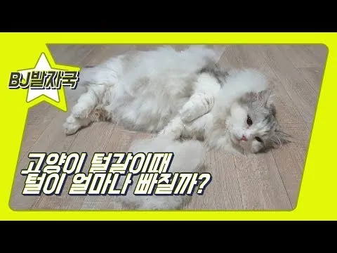 "고양이