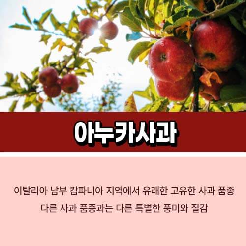 아누카사과