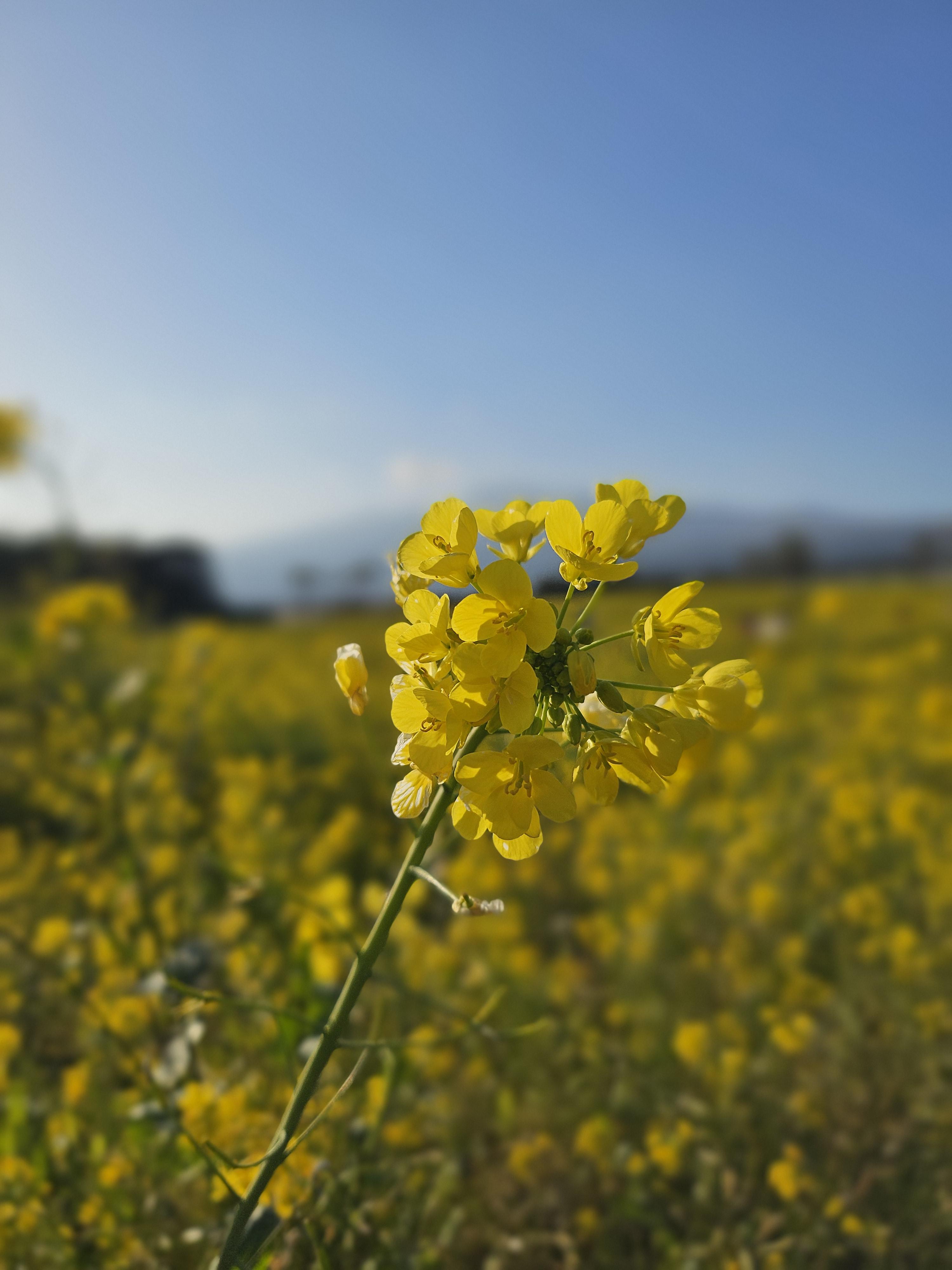 3월제주도유채꽃