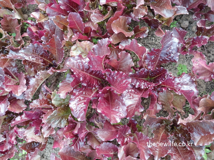 Deep red lettuce growing in neat rows in a Korean organic farm &ndash; vivid color and natural texture-한국 유기농 밭에서 자라는 진한 붉은색 적상추 &ndash; 생생한 색감과 자연 질감이 돋보임