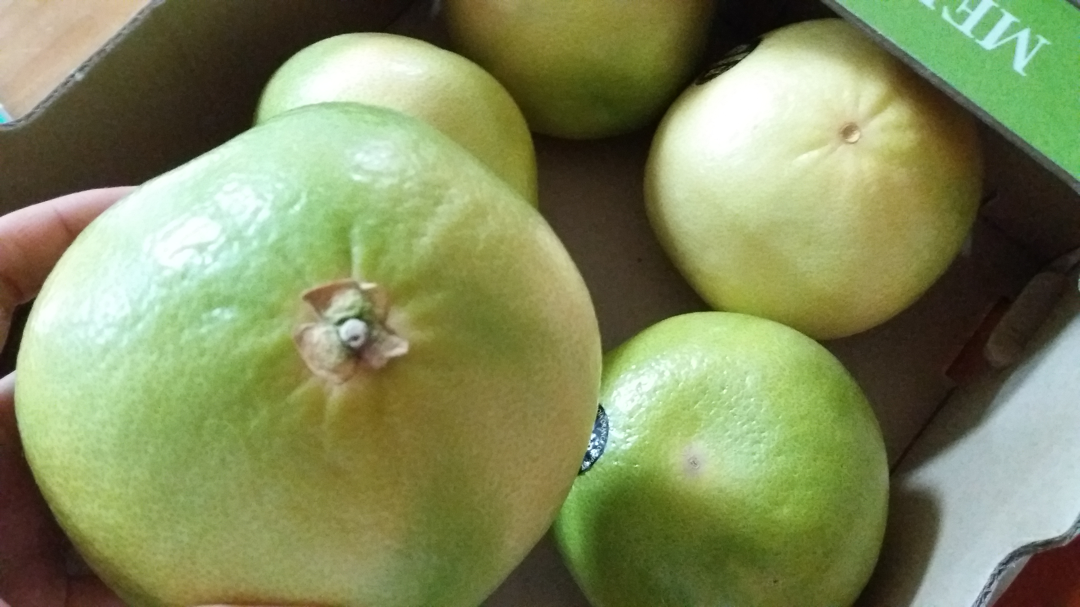 코스트코 메로골드자몽