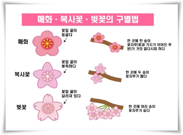 "벚꽃" 희망과 새로운 시작의 상징 봄의 전령사!