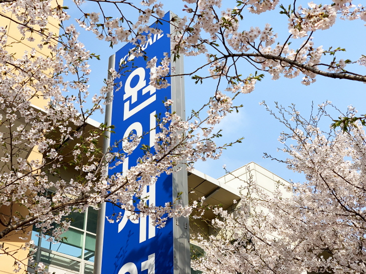 벚꽃 개화시기 2023