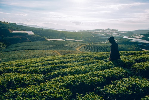 1. 말차가루 효능 항산화
