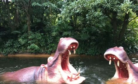 하마가 입을 벌리고 있다.