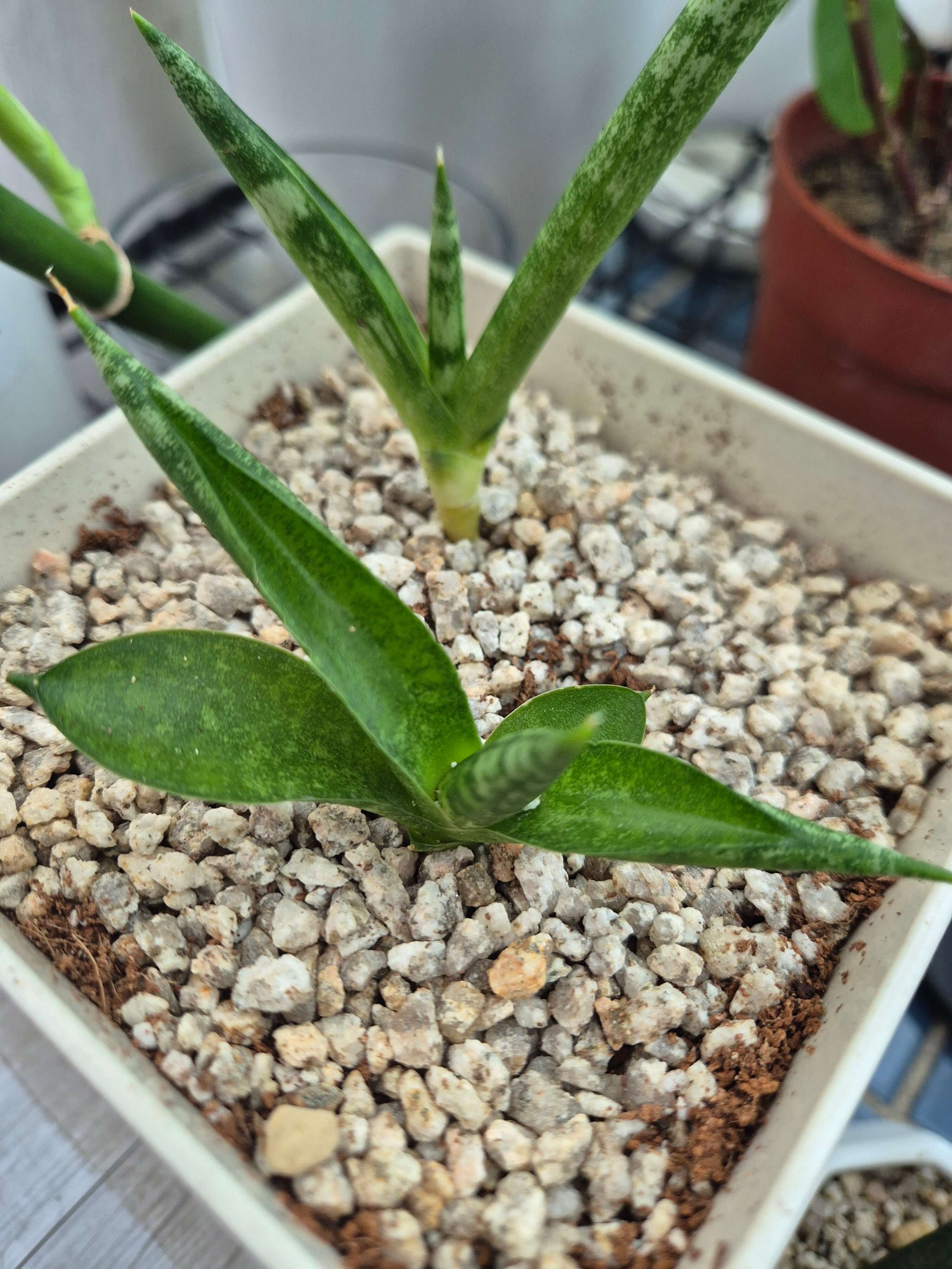 스투키와 관련된 사진입니다.