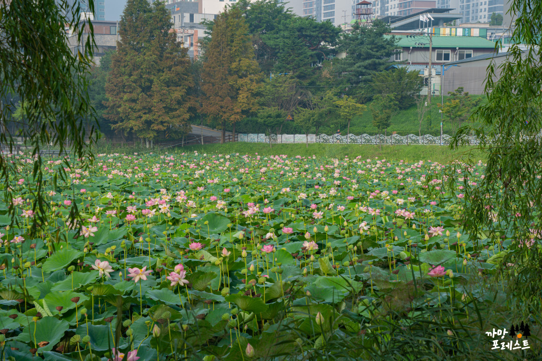 봉담 호수공원 연꽃