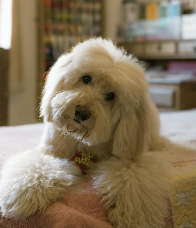 슬개골 탈구 예방