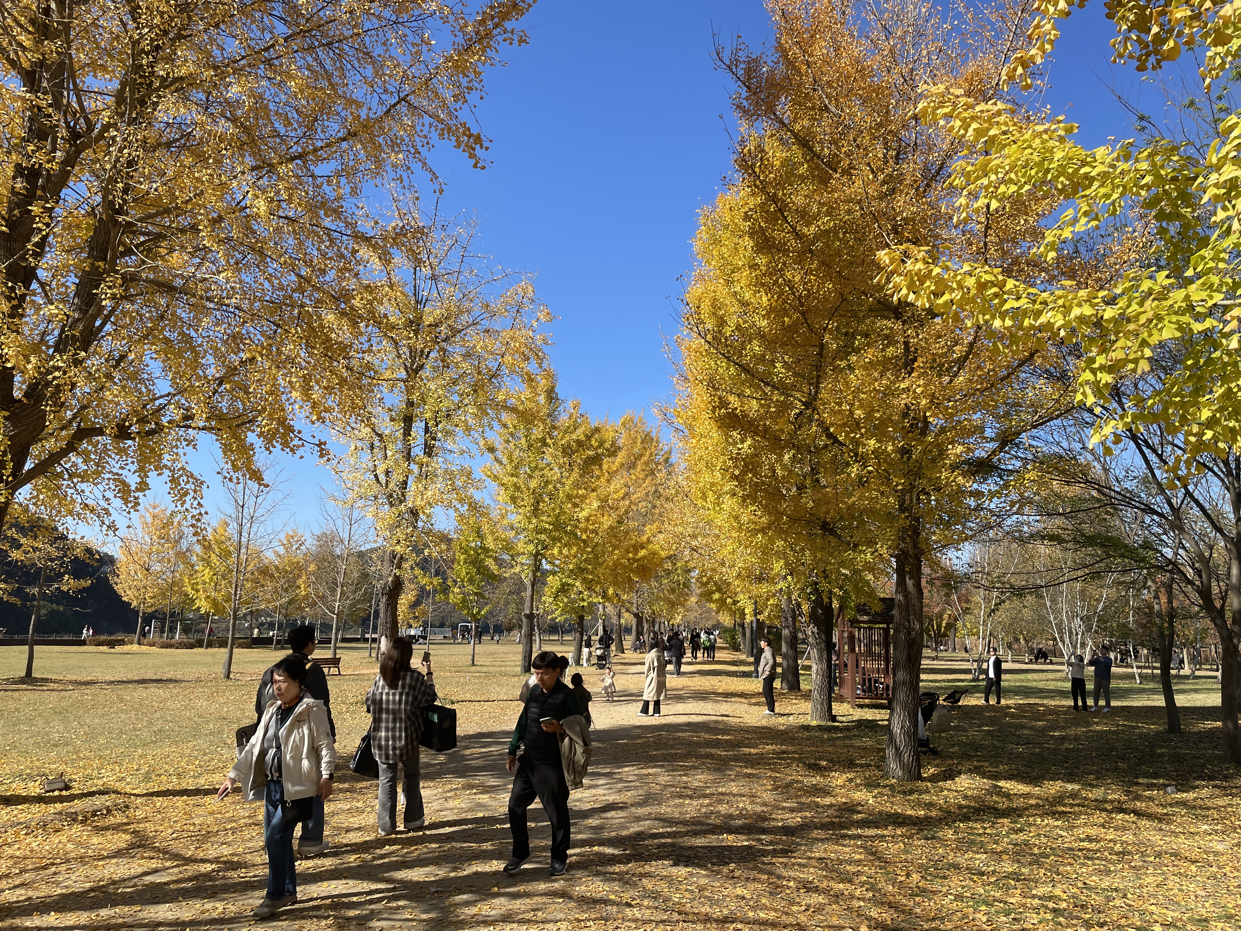 단풍놀이 강천섬