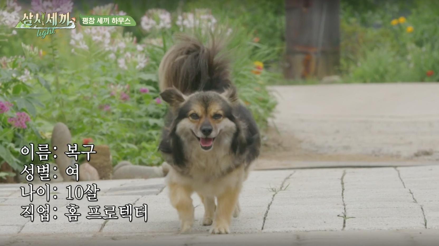 삼시세끼 라이트